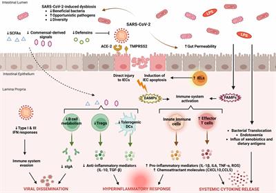 Alterations in gut immunological barrier in SARS-CoV-2 infection and their prognostic potential